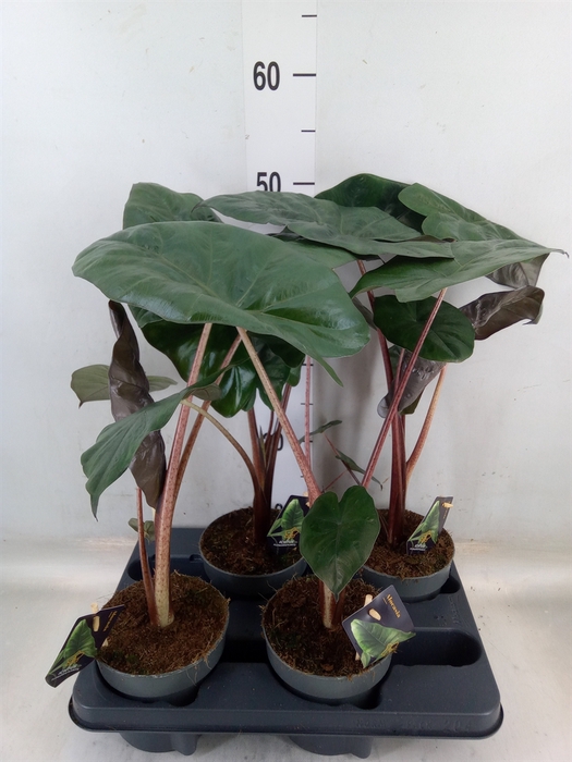 <h4>Alocasia saraw. 'Yucatan Princess'</h4>