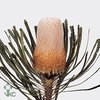 Banksia Hookerana