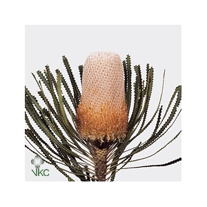 Banksia Burdettii