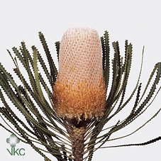 <h4>Banksia Hookeriana</h4>