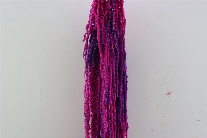 Pres Amaranthus Caud Neon Bunch Slv