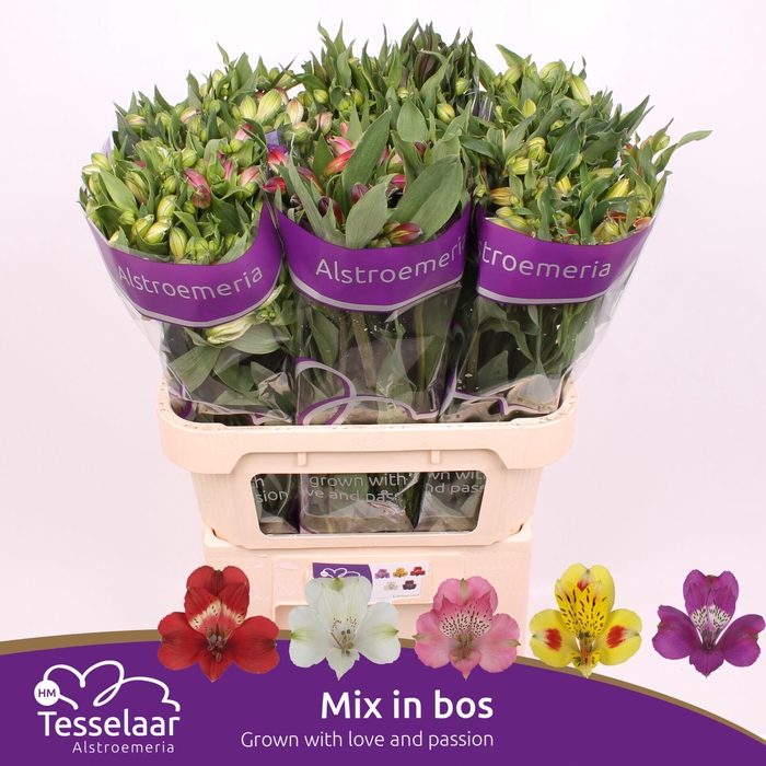 <h4>Alstroemeria Gemengd In Bos</h4>