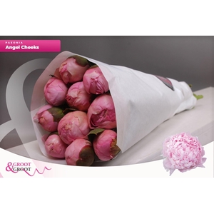 Paeonia Angel Cheeks | Heavy Quality