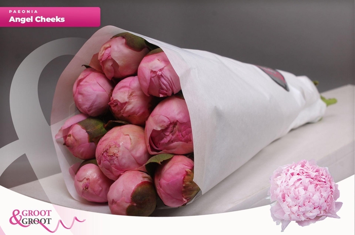 <h4>Paeonia Angel Cheeks | Heavy Quality</h4>