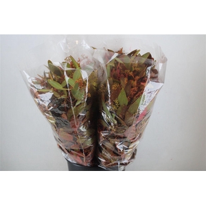 Euca Populus Berry 200gr De Luxe P Bunch