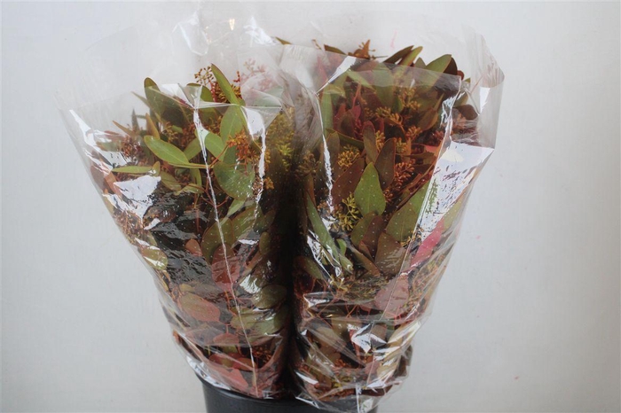 <h4>Euca Populus Berry 200gr De Luxe P Bunch</h4>