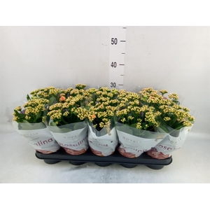 Kalanchoe blos. 'RosDon Feliz'