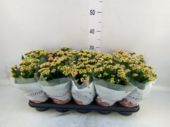 <h4>Kalanchoe blos. 'RosDon Feliz'</h4>