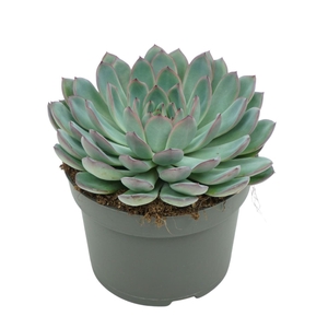 Echeveria Apus