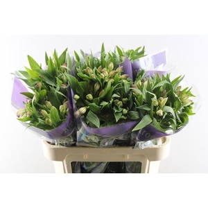 Alstr Avianna (l.rose)