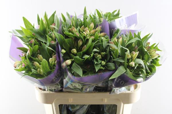 <h4>Alstr Avianna (l.rose)</h4>