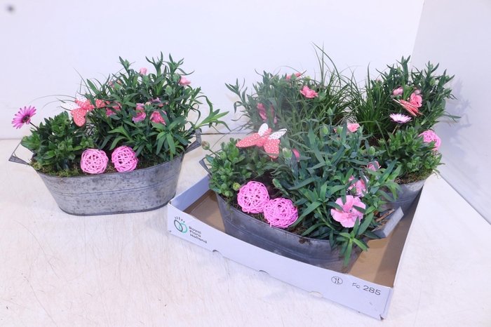 <h4>ARR TUINPLANTEN</h4>