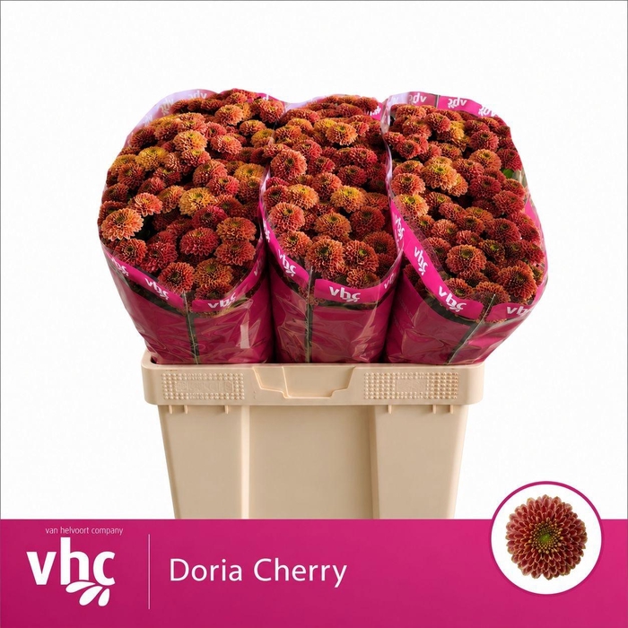 <h4>CHR S AAA DORIA CHER</h4>