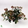 Kalanchoe Dream Bells