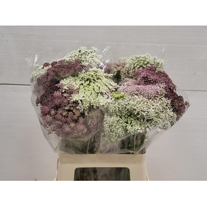 DAUCUS CAROTA DARA