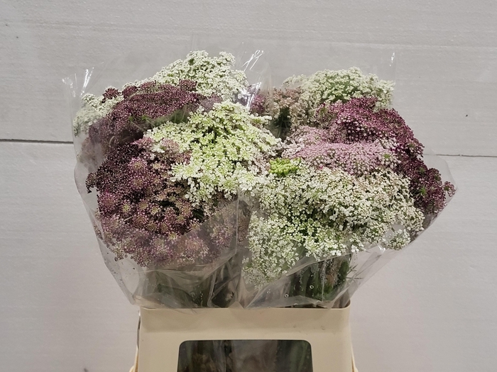 <h4>DAUCUS CAROTA DARA</h4>