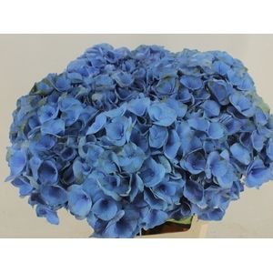 HYDR M ROY CROWN BL