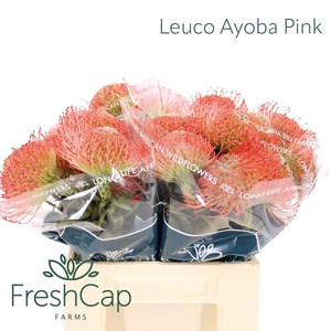 Leucospermum Ayoba Pink