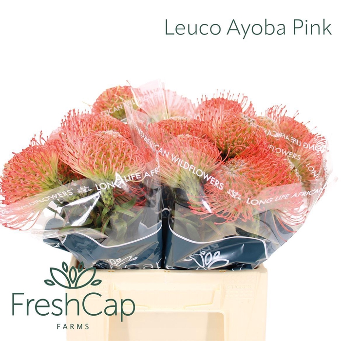 <h4>Leucospermum Ayoba Pink</h4>