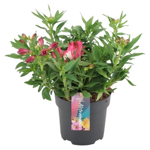 Alstroemeria Inticancha Romance p17