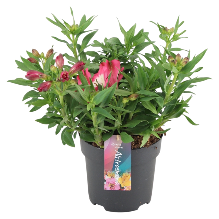 <h4>Alstroemeria Inticancha Romance p17</h4>