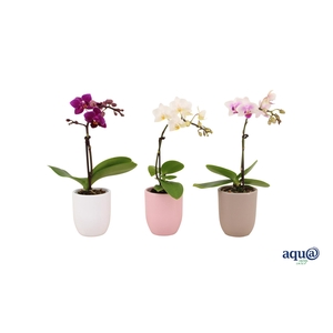 Hugo Hotel Mix Tiny Dolls Mix 1T7+ Aqu@