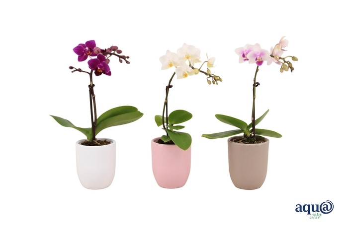 <h4>Hugo Hotel Mix Tiny Dolls Mix 1T7+ Aqu@</h4>