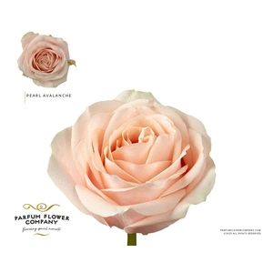 Rosa Garden Pearl Avalanche