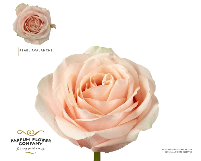 <h4>Rosa Garden Pearl Avalanche</h4>