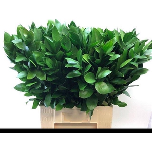 Ruscus Grof 70 cm