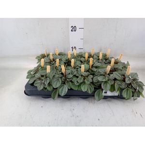 Peperomia