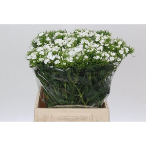 Dianthus Br White Duke