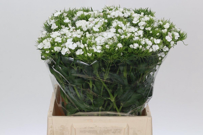 <h4>Dianthus Br White Duke</h4>