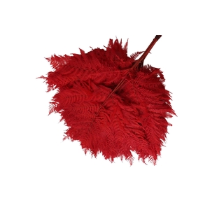 Fern Brack Preserved Red