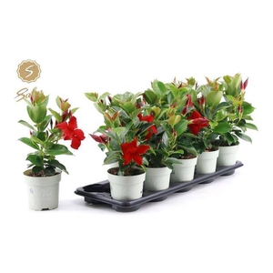 MANDEVILLA RED P12