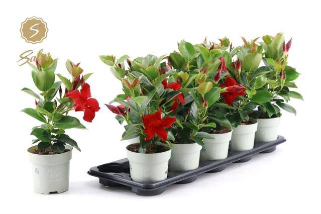 <h4>MANDEVILLA RED P12</h4>