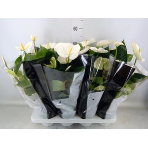 Anthurium andr. 'Alpine'