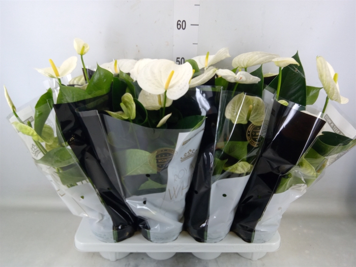 <h4>Anthurium andr. 'Alpine'</h4>