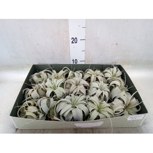Tillandsia xerographica