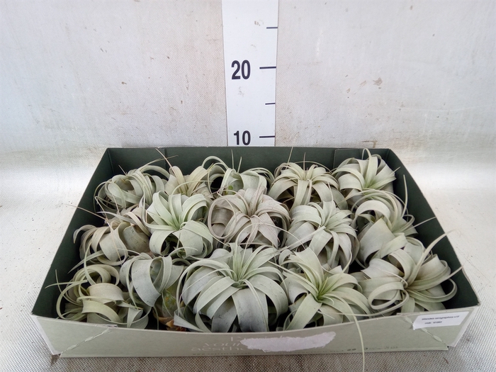 <h4>Tillandsia xerographica</h4>