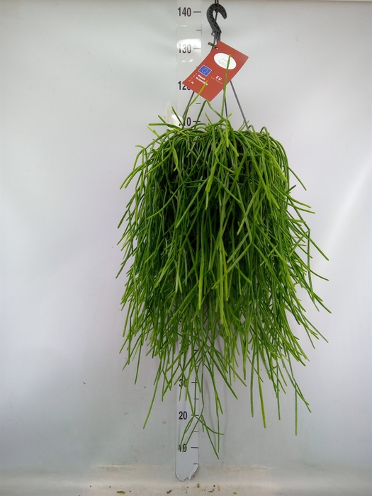 <h4>Rhipsalis   ...</h4>