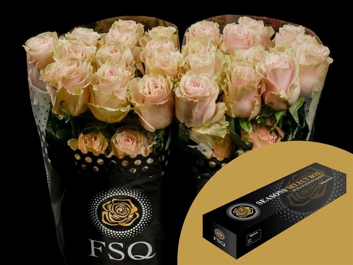 <h4>R GR Pink Mondial Box</h4>