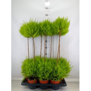 Cupressus macro. 'Goldcrest' .shape