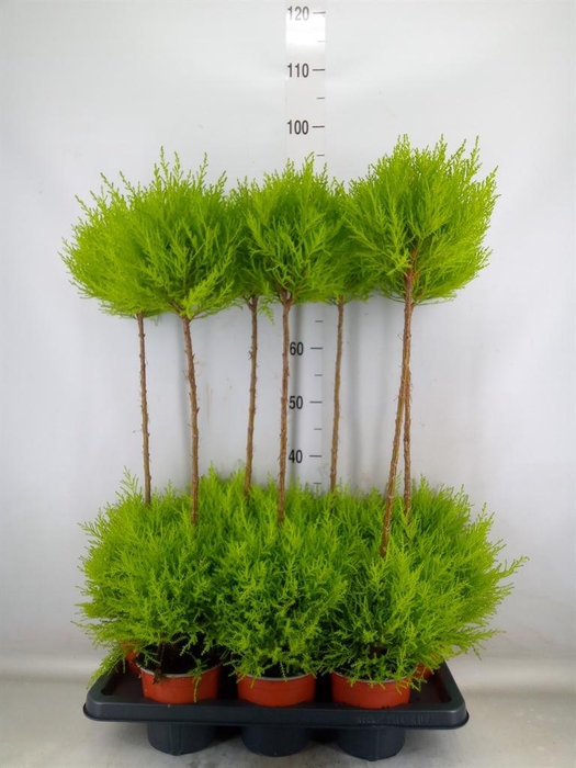 <h4>Cupressus macro. 'Goldcrest' .shape</h4>