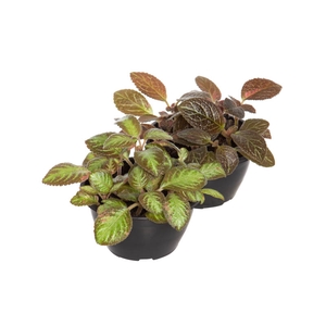 EPISCIA C13 VARIADO