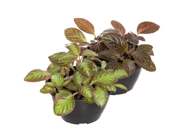 <h4>EPISCIA C13 VARIADO</h4>