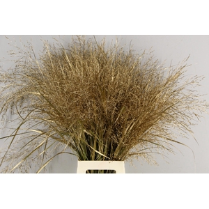 Gras Panic Warrior Antique Gold