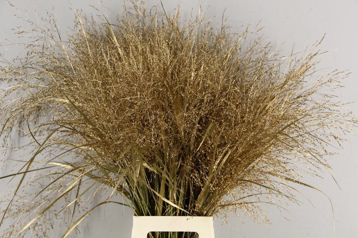 <h4>Gras Panic Warrior Antique Gold</h4>