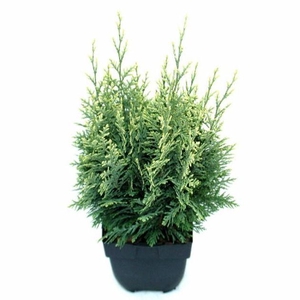 Chamaecyparis lawsoniana 'White Spot' P17