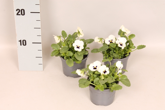 Viola cornuta F1 White with Blotch